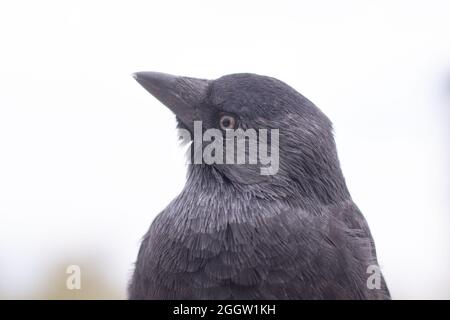 Un seul jackdaw assis sur un poteau en bois à plumes soufflées (Kijkduin, la Haye, pays-Bas) Banque D'Images