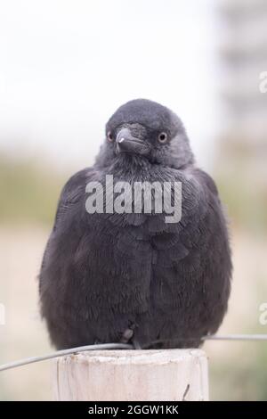 Un seul jackdaw assis sur un poteau en bois à plumes soufflées (Kijkduin, la Haye, pays-Bas) Banque D'Images