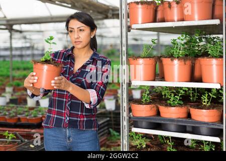 Femme jardinière tenant un pot avec des semis de menthe verte Banque D'Images