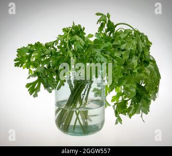 Bouquet de persil dans une bouteille en verre transparent avec de l'eau sur fond clair Banque D'Images