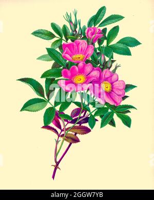 Rosa carolina, communément connue sous le nom de rose de Caroline, [ici sous le nom de rose de marais], est un arbuste de la famille des roses originaire de l'est de l'Amérique du Nord. On peut le trouver dans presque tous les États américains et les provinces canadiennes à l'est des grandes Plaines. Il est commun dans toute sa gamme et peut être trouvé dans une grande variété d'habitats ouverts, des épaisches et des bois ouverts aux chaussées et le long des chemins de fer. Du livre belles fleurs sauvages de l'Amérique : D'après les dessins originaux couleur de l'eau après la nature par Isaac Sprague, 1811-1895 publié par Troy, Nims et Chevaliers à New York en 1884 avec Descr Banque D'Images