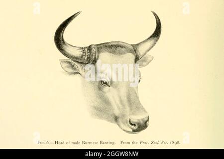 Tête d'un banteng birman (Bos javanicus birmanicus ici comme Bos sondaicus birmanicus) illustration de couleur du livre ' Wild oxen, brebis & chèvres de toutes les terres, vivant et éteint ' par Richard Lydekker (1849-1915) publié en 1898 par Rowland Ward, Londres Banque D'Images