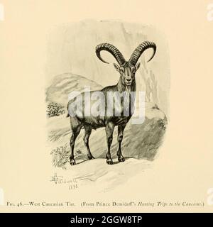 La tête et les cornes d'un rut caucasien occidental (Capra caucasica) est une antilope de chèvre de montagne originaire de la moitié occidentale de la chaîne des montagnes du Caucase, en Géorgie et en Russie européenne. Illustration du livre ' renards sauvages, moutons et chèvres de toutes les terres, Living and extinction ' par Richard Lydekker (1849-1915) publié en 1898 par Rowland Ward, Londres Banque D'Images