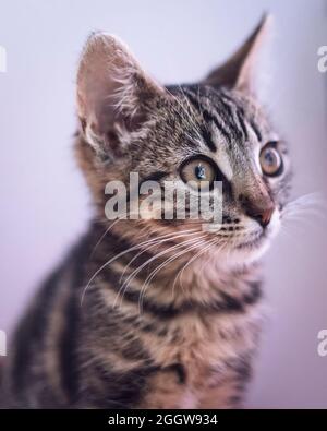 Adorable chaton femelle gros plan Banque D'Images