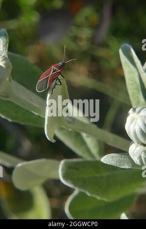 Gros plan d'un insecte sur une fleur de Senecio grayi, sur fond vert Banque D'Images