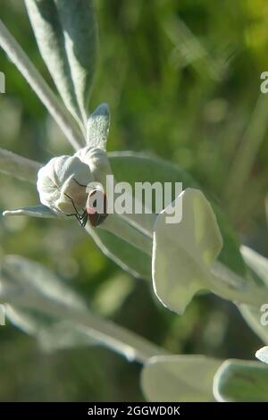 Gros plan d'un insecte sur un bourgeon de fleurs Senecio grayi sur fond vert Banque D'Images