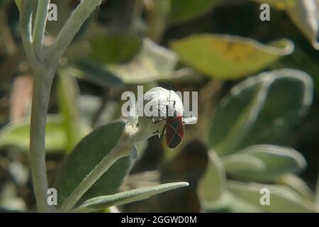 Gros plan d'un insecte sur un bourgeon de fleurs Senecio grayi sur fond vert Banque D'Images