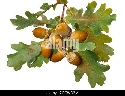 Glands et branche bruns avec feuilles d'automne colorées fond blanc Banque D'Images