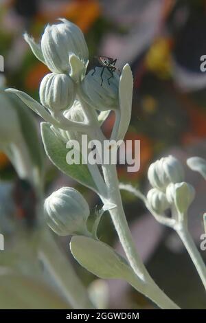 Gros plan d'un insecte sur un bourgeon de fleurs Senecio grayi sur fond vert Banque D'Images