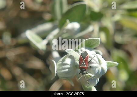 Gros plan d'un insecte sur un bourgeon de fleurs Senecio grayi sur fond vert Banque D'Images