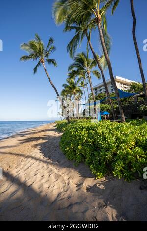 Tôt le matin, le soleil peint les palmiers luxuriants et le feuillage dense sur la plage Ka'anapali à Lahaina, Maui, Hawaii. Banque D'Images