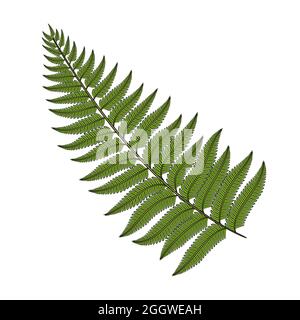 Image couleur fougères. Objet vectoriel isolé sur fond blanc. Illustration de Vecteur