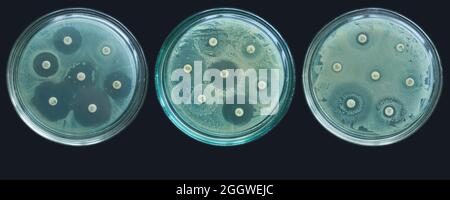 Tests de sensibilité à la résistance aux antimicrobiens par diffusion kirby bauer Banque D'Images