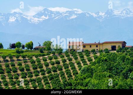 Paysage rural au printemps à Langhe près de Dogliani, province de Cuneo, Piémont, Italie, site du patrimoine mondial de l'UNESCO. Banque D'Images