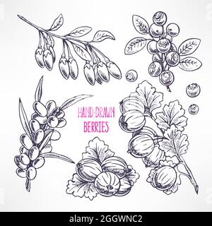 ensemble avec différentes baies et feuilles mûres. illustration dessinée à la main Illustration de Vecteur