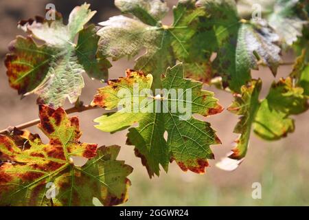 Les feuilles de raisin sur la vigne se transforment en brun à la L.A. Vignobles de Cetto à Valle de Guadalupe, Baja California sur, Mexique. Banque D'Images