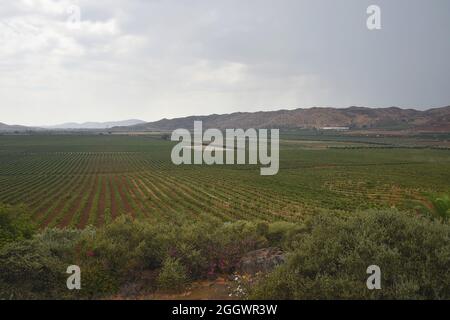 Paysage avec vue panoramique sur la L.A. Vignobles de Cetto à Valle de Guadalupe, Baja California sur, Mexique. Banque D'Images