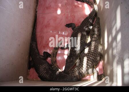 crocodile caiman equateur petits flétries pérou petit crocodile caiman absorbant la chaleur grenée dans la nature dans le bassin amazonien en equateur crocodile caiman Banque D'Images