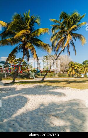 Palmiers sur une plage dans le village de Playa Giron, Cuba. Banque D'Images