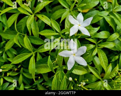 Fleurs blanches appelées Gerdenia Cope Jasmine à feuilles vertes Banque D'Images