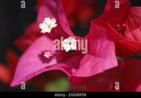 Fleurs de bougainvillées rose close up Banque D'Images