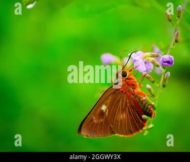 magnifique papillon sur fleur . De beaux papillons en Inde Awlet d'orange commun ( burara jaina ) Banque D'Images