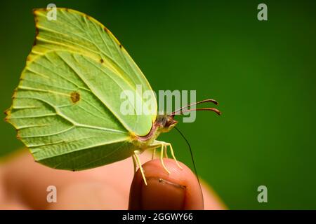 papillon à brimstone commun ( gonepteryx rhamni) Banque D'Images