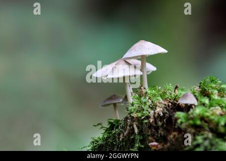 Champignons poussant sur une souche d'arbre couverte de mousse, Teesdale, comté de Durham, Royaume-Uni Banque D'Images