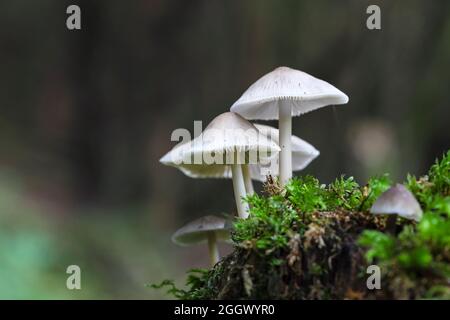 Champignons poussant sur une souche d'arbre couverte de mousse, Teesdale, comté de Durham, Royaume-Uni Banque D'Images