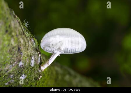 Champignon de porcelaine (Oudemansiella mucida) poussant sur un arbre de hêtre, Angleterre, Royaume-Uni Banque D'Images
