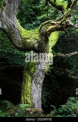 Une mousse contorsionnée couverte de feuilles de chêne (Quercus robur), Pennines du Nord, Angleterre du Nord, Royaume-Uni Banque D'Images