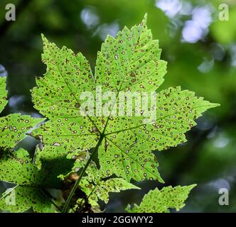 Le dessous d'une feuille de Sycamore en décomposition (Acer pseudoplatanus) qui a été endommagé par un mélange de Tar Spot champignon et mangé par les invertébrés tels Banque D'Images