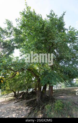 Flatterulme, in den Elbtalauen, Auen, Flatflatter-Ulme, Ulme, Flatterrüster, Blatt, Blätter, Ulmus laevis, Ulmus effisa, Elm blanc européen, luttering El Banque D'Images