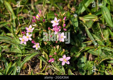 Une centaurie commune (Centaurium erythraea) Banque D'Images