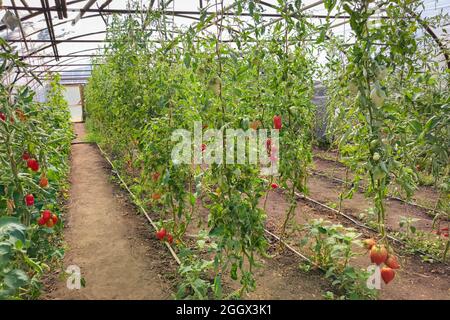 Grande serre avec des plants de tomate fruitiers en rangées Banque D'Images