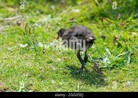 Une jeune moorhen (Gallinula chloropus) marchant Banque D'Images