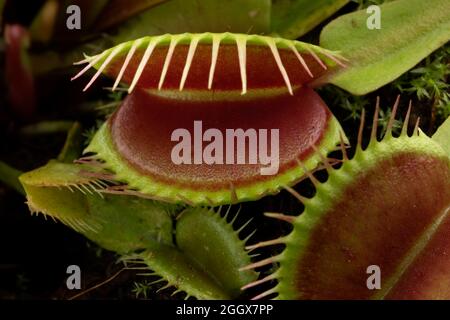 Les feuilles du piège à mouches venus, Dionaea musicipula, plante carnivore subtropicale de près Banque D'Images