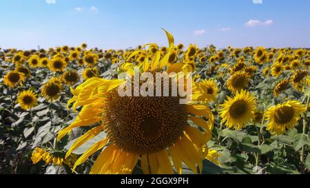 Un grand champ de tournesols et en premier plan le plus grand tournesol. Ciel bleu en arrière-plan Banque D'Images