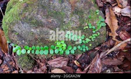 Une plante de Creeper vert recouverte de pierre et de mousse sur de vieilles feuilles sales dans la forêt Banque D'Images