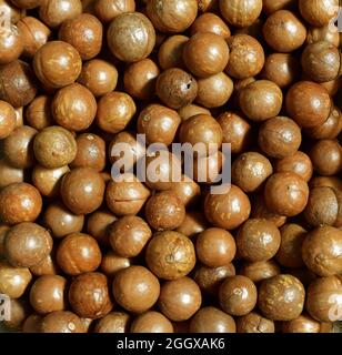 Vue de dessus de pile de noix de macadamia dans leurs coquilles Banque D'Images