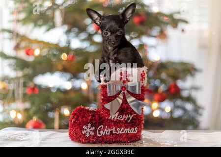 Un chien pour Noël. Un chiot mignon dans une botte rouge sur un fond d'arbre de Noël flou. Concept de fête de Noël. Banque D'Images