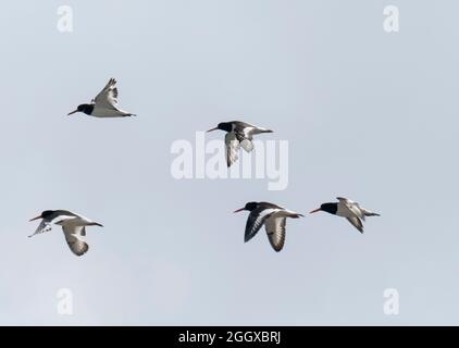 Oystercatcher eurasien; Haematopus ostralegus; survolant la réserve naturelle de Hodbarrow, Millon Cumbria, Royaume-Uni. Banque D'Images