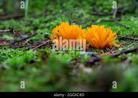 Vue à angle bas du champignon jaune stagshorn (Calocera viscosa) entre les mousses dans une forêt d'automne Banque D'Images