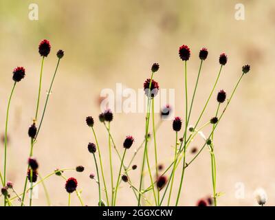 Grand Burnett, Sanguisorba officinalis, croissant à Ambleside, district des lacs, Royaume-Uni. Banque D'Images