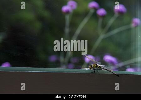 Belle libellule sur une fenêtre donnant sur le jardin. Queue jaune et noire. Asturies, Espagne, Europe. Banque D'Images