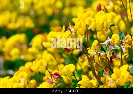 Trefroil (lotus corniculatus), gros plan sur quelques fleurs jaunes de la plante qui poussent en masse sur une pente peu profonde. Banque D'Images