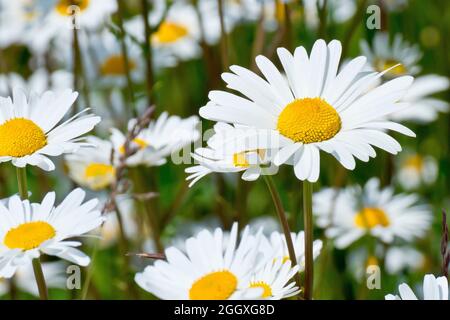 Daisy-oeil (leucanthemum vulgare ou chrysanthemum leucanthemum), aussi Daisy-chien ou Marguerite, gros plan d'une fleur simple sur beaucoup. Banque D'Images