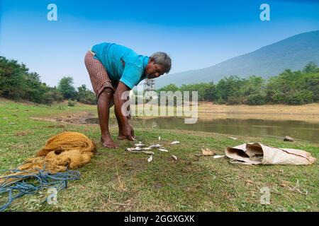 Gar Panchkot, Purulia , Bengale-Occidental, Inde - 23rd décembre 2015 : Un pêcheur solitaire comptant les poissons capturés de l'étang. Inde ayant de nombreux étangs. Banque D'Images