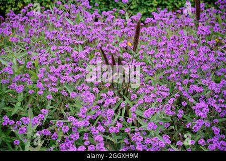 Plantation de fleurs dans le jardin public en été. Arrangements de fleurs colorées dans les lits en Angleterre. Banque D'Images