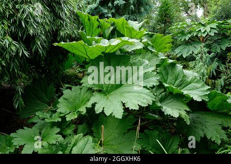 Usines de Gunnera Manicata. Également connue sous le nom de plante de rhubarbe à pointes géantes. Plante tropicale préhistorique. Plante architecturale qui aime les endroits humides. Banque D'Images